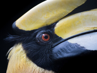 Close-up picture of hornbill © Jatuporn