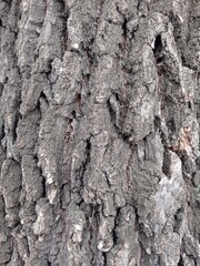 wood texture,tree bark