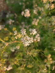 Beautiful cilantro coriander flowers blooming in spring time. Coriander flowers in the garden.Coriander flowers and fields. Its seed is a famous Spice. Made a sauce from its green leaves.