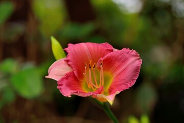 Fototapeta premium Lily flower/perfume lily, farm in Taiwan. 