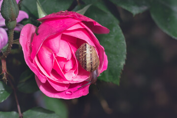 Snail crawls on a wet petal of a pink rose flower, blurred dark background