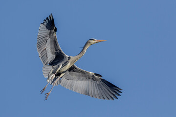 Graureiher (Ardea cinerea)