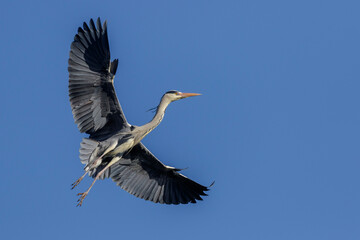 Graureiher (Ardea cinerea)