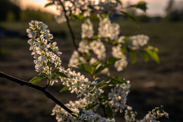  Delicate white clusters of flowers blooming bird-cherry tree in spring garden. Blossoming fruit tree
