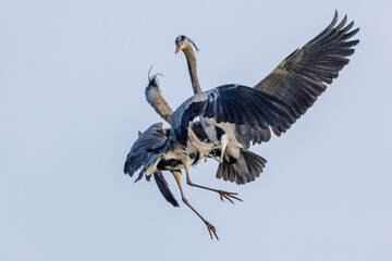 Graureiher (Ardea cinerea)