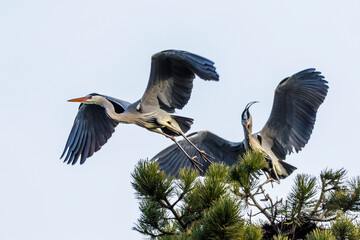 Graureiher (Ardea cinerea)