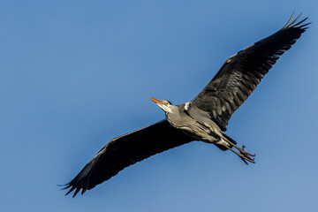 Graureiher (Ardea cinerea)