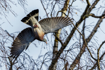 Ringeltaube (Columba palumbus)