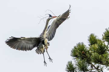 Graureiher (Ardea cinerea)