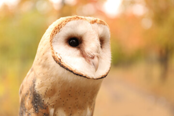 Beautiful common barn owl outdoors. Bird of prey