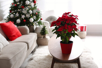 Beautiful poinsettia on wooden table in living room, space for text. Traditional Christmas flower