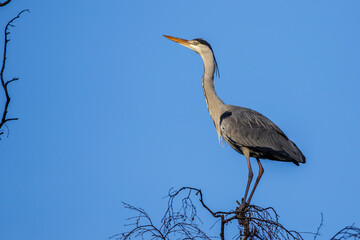 Graureiher (Ardea cinerea)