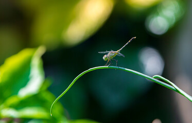 dragonfly on a leaf