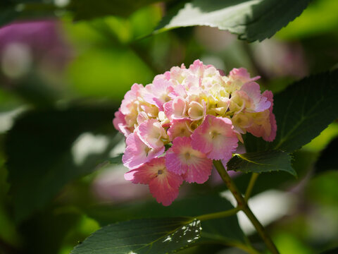 紫陽花の花 Images Browse 2 216 Stock Photos Vectors And Video Adobe Stock