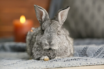 Cute rabbit on table in room