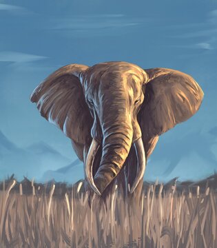 elephant in the wild nature