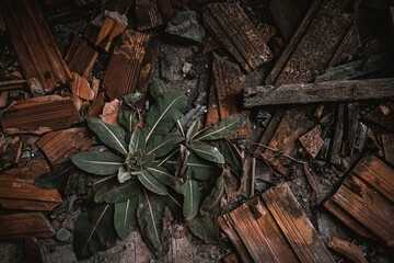 plant among the ruins