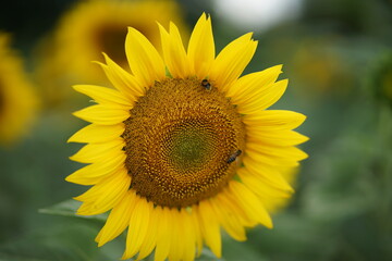 sunflower in the field