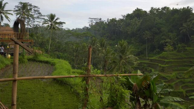 Slow motion pan of a quaint remote farm with rice paddies, terraced hillside farming, palm trees, and a tropical rainforest - Bali, Indonesia