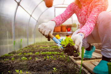 the hands of a gardener in household gloves plants seedlings of young plant sprouts in the ground in a greenhouse