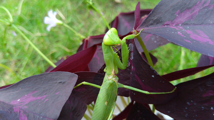 The praying mantis is a carnivorous animal, a type of animal that is commonly preyed on by various kinds of praying mantises, from small insects such as crickets, butterflies, and bees.