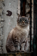 felino viendo a la c&aacute;mara 