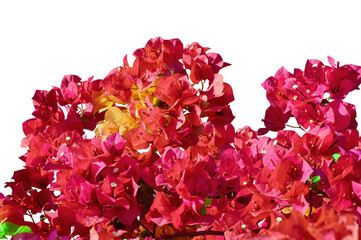 Blooming bougainvillea isolated on white background