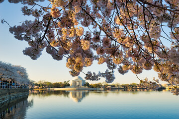 Thomas Jefferson Memorial and cherry blossoms