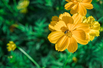 Fresh bright yellow cosmos flowers in the field, close up with selective focus