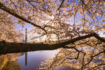 cherry tree blossom, Washington Monument