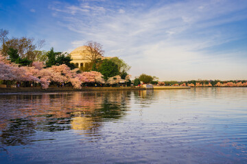 Thomas Jefferson Memorial and cherry blossoms