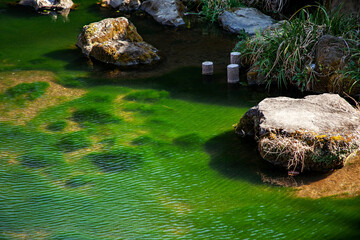 池コケ｜上谷戸（かさやと）親水公園の池に生えたコケの緑が鮮やかです