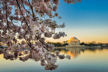 Thomas Jefferson Memorial and cherry blossoms