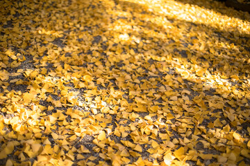 地面に積もる落ち葉　黄色い銀杏の葉