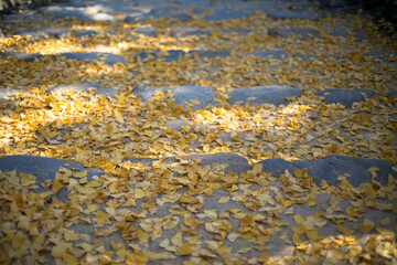 地面に積もる落ち葉　黄色い銀杏の葉