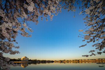 Thomas Jefferson Memorial and cherry blossoms