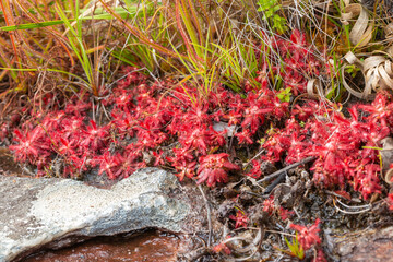 large colony of Drosera graomogolensis (a sundew) growing in a river bed close to Botumirim in Minas Gerais, Brazil