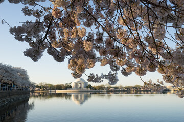 Thomas Jefferson Memorial and cherry blossoms