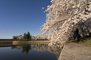 cherry tree blossom, Washington DC