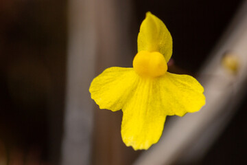 Yellow flower of the small Bladderwort Utricularia subulata in natural habitat close to Botumirim in Minas Gerais, Brazil