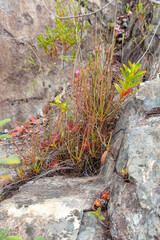 Group of Drosera spiralis growing on rocks in a river bed close to Botumirim in Minas Gerais, Brazil