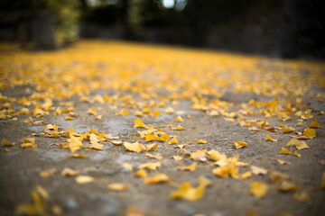 地面に積もる落ち葉　黄色い銀杏の葉