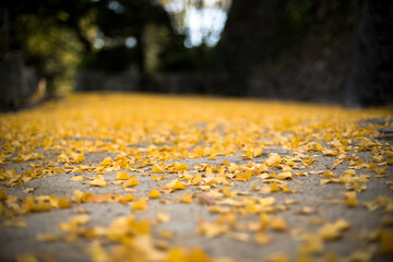 地面に積もる落ち葉　黄色い銀杏の葉