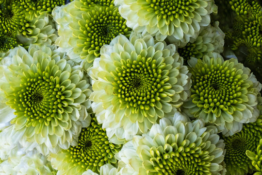 Fresh Green Flowers Bouqu