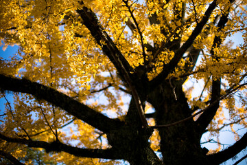 青空を背景に黄色い銀杏の葉