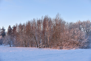 It's wintertime, forest birch trees in sunrise light.