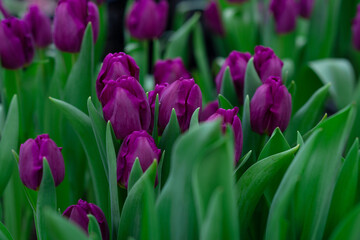 Violet tulips in the field. Spring blurred background, postcard. Mother's Day, Women's Day, holiday. Soft selective focus, defocus. Copy space.