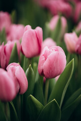 pink tulips in the field. Spring blurred background, postcard. Bouquet for Mother's Day, Women's Day, holiday. Soft selective focus, defocus. Vertical