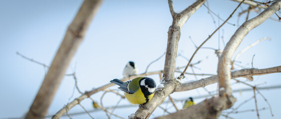 Little titmouse on a tree branch. The bird is looking for food.