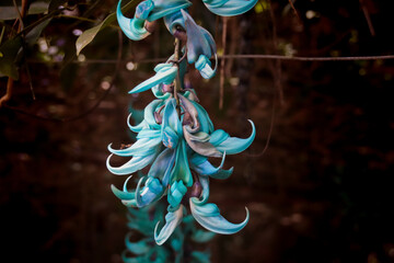 Fototapeta Closeup shot of blooming blue jade vine flowers obraz
